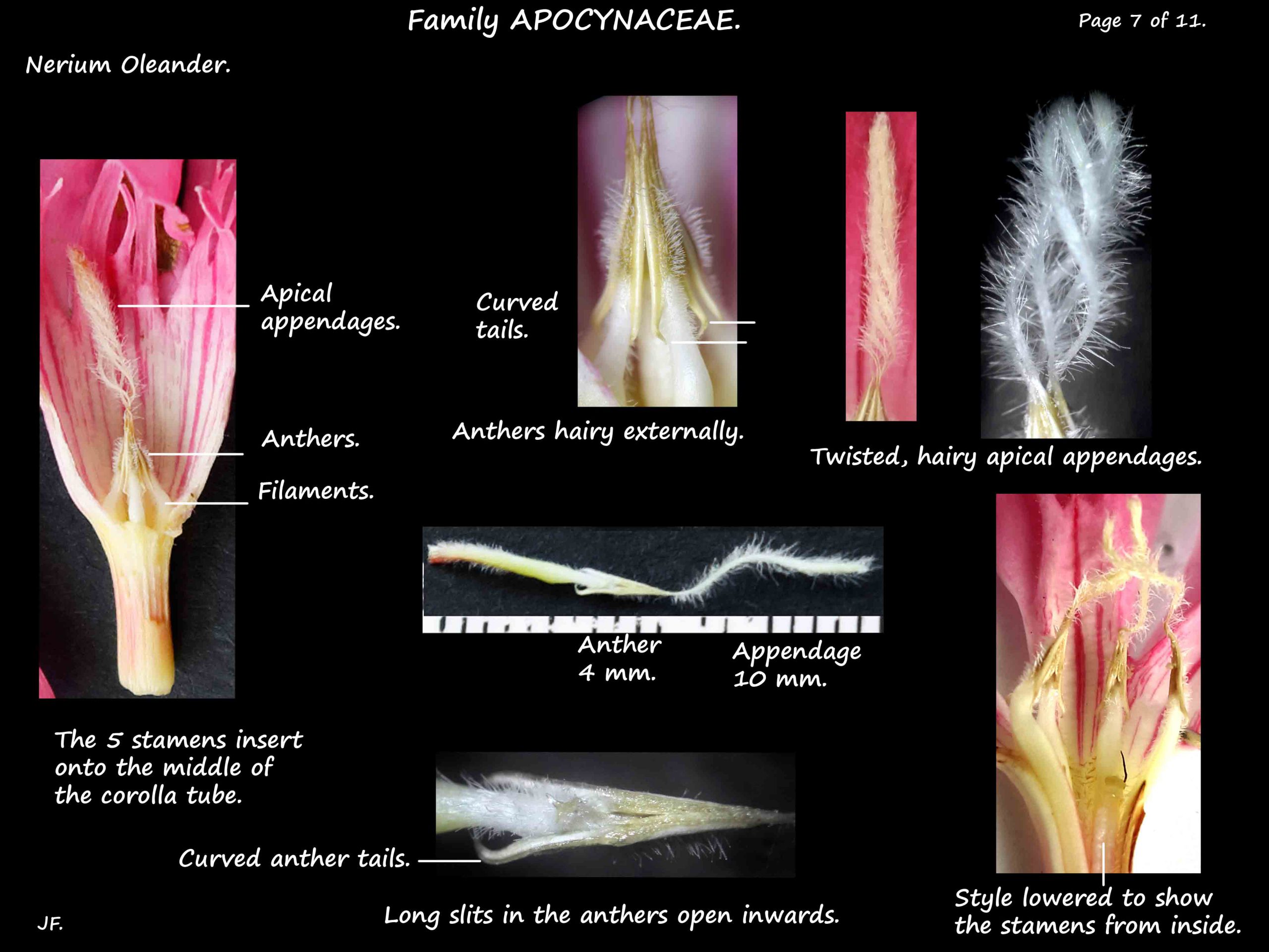 7 Nerium oleander stamens